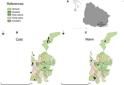 Developing a DNA metabarcoding method to identify diet taxa in Neotropical foxes
